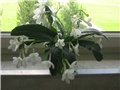 Streptocarpus